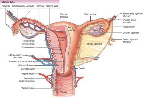 bicornuate uterus causes symptoms ultrasound fertility and pregnancy