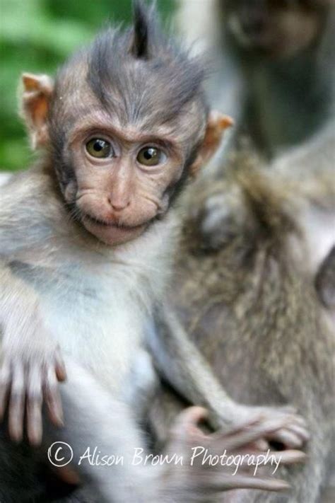 Check spelling or type a new query. Baby Monkey, #Bali, #Indonesia | Cute animals, Animals, Animal photography