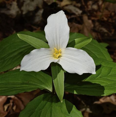 How To Grow Trillium A Native Woodland Plant Dengarden