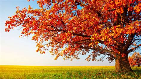 Download Autumn Nature Desktop Background Wallpaper Hd By