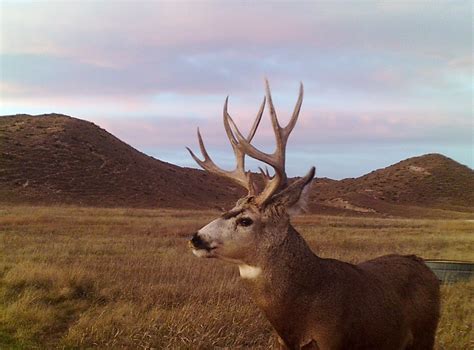 Mule Deer Hunting In Nebraska