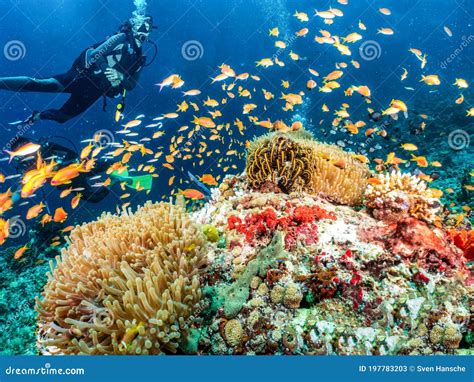 A Scuba Diver Explores A Coral Reef In The Indian Ocea Maldives Stock