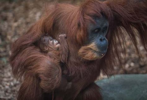 Its A Girl Baby Orangutan Born At Chester Zoo So Counties