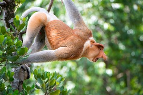 Virtual Travel Guide To Malaysian Borneo Discover Wildlife
