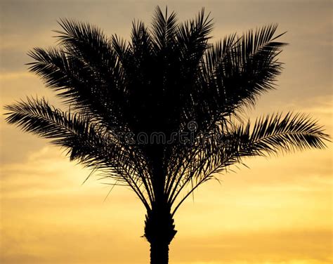 Silhouettes Of Palm Trees At Sunset Stock Image Image Of Palm