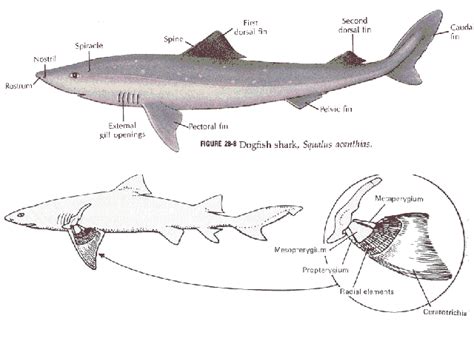 Chondrichthyes