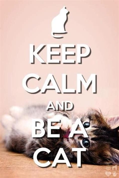 Keep Calm And Be A Cat Calm Quotes Keep Calm Keep Calm Quotes