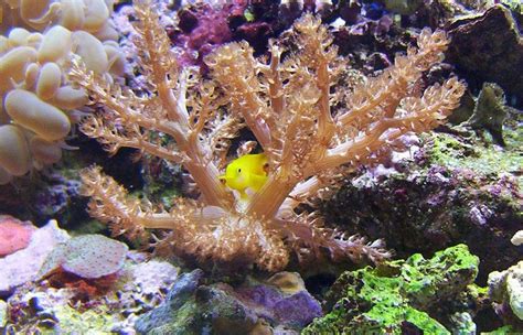Aquarium News Five New Species Of Dwarfgobies Discovered