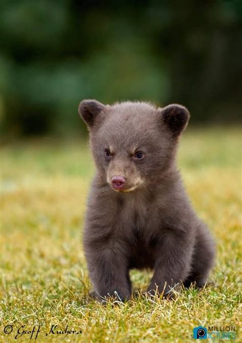 So Cute Bear Cubs Baby Animals Black Bear