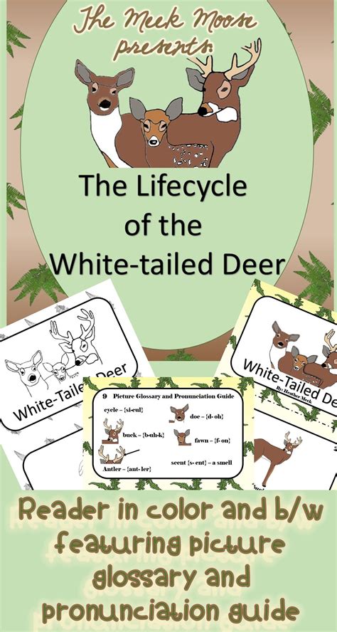 Whitetaileddeer Reader Ell Eight Pages Covering The Life Cycle Of