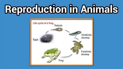 Reproduction In Animals Animal That Lay Eggs Class 4 Youtube