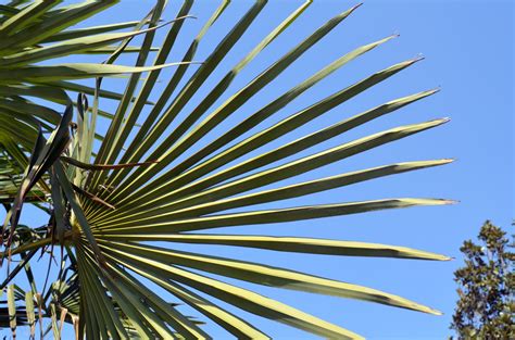Palm Leaves Free Stock Photo Public Domain Pictures