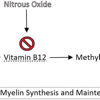 Simplified Schematic Representation Of The Effects Of The Inactivation