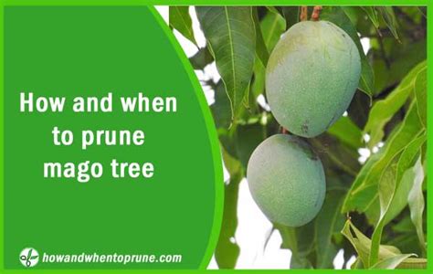 Pruning Mango Tree How And When To Prune Mango Tree