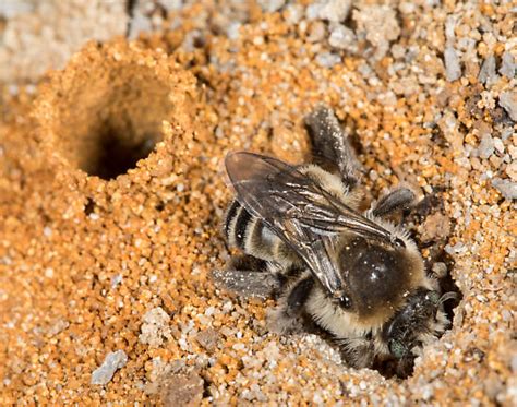 Ground Nesting Bees Diadasia Bituberculata Bugguidenet