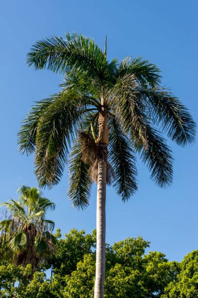 Royal Palm Tree Seeds For Planting 10 Seeds Roystonea Regia