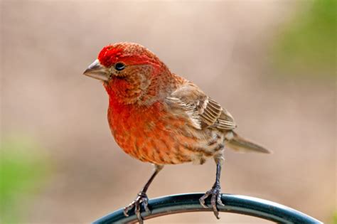 Red Birds In Florida Identification Guide Birds Fact