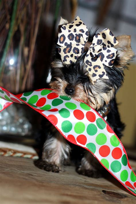 Raising yorkie parti puppies in colorado is like having more kids every year. Wild West Yorkies, Txyorkie.com, Yorkie Puppies for sale ...