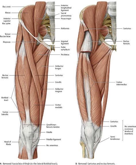 Hip Thigh Atlas Of Anatomy