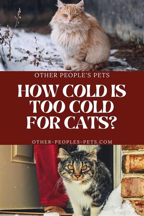 How Cold Is Too Cold For A Cat To Be Outside In Winter