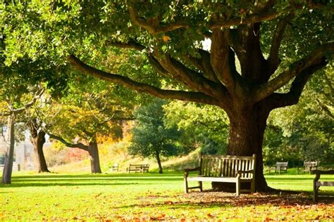 Importance Of Trees And Parks Arnold Development Consultants