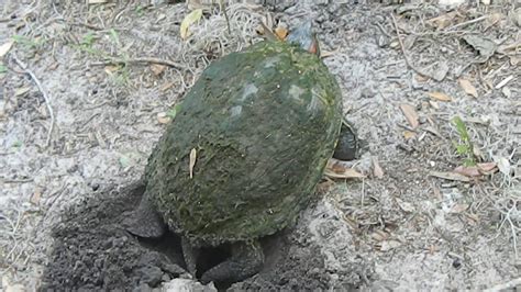 Housing your red eared slider in aquariums. Red Eared Slider Laying Eggs - YouTube