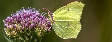 Butterflies And Moths To Look For In February — Brimstone Butterfly