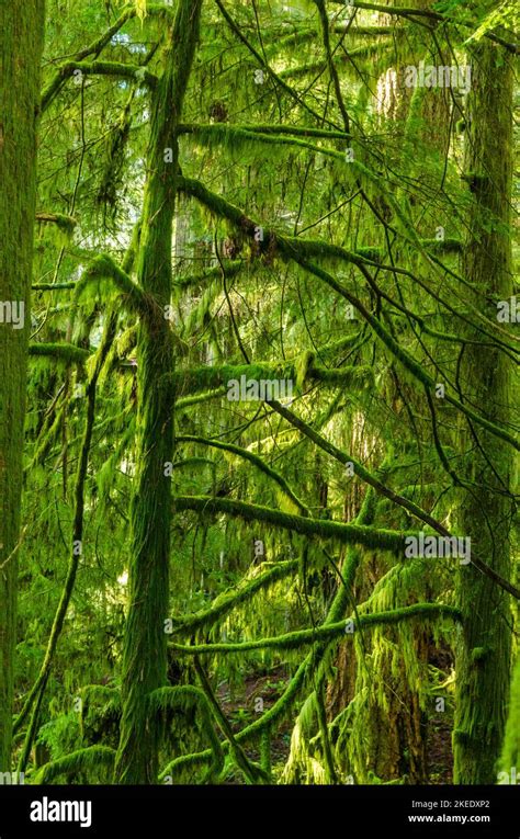Coastal Temperate Rainforest In Oregon Stock Photo Alamy