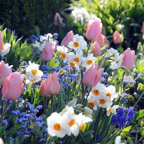 A Striking Spring Border With Tulip Apricot Beauty Muscari
