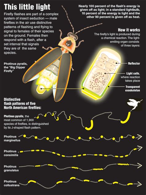 Mucholderthen Firefly Insects Bugs And Insects