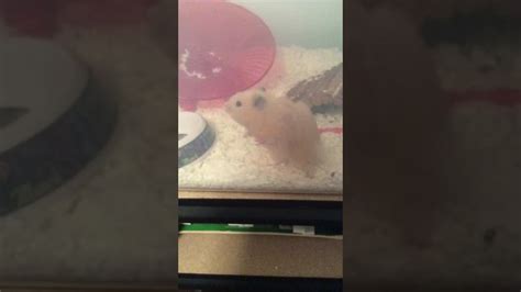 This Is The Only Thing I Have Of My Dead Hamster Youtube