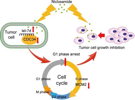 Frontiers Niclosamide Induces Cell Cycle Arrest In G1 Phase In Head