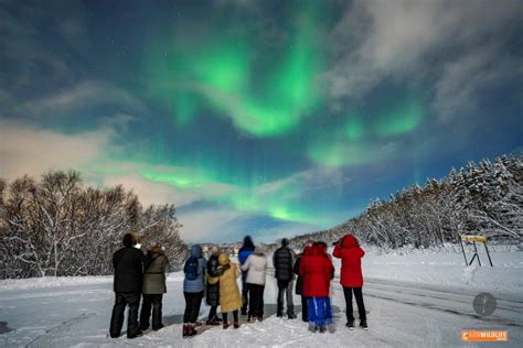 Noruega Auroras Boreales Fauna Salvaje Y Paisajes Árticos