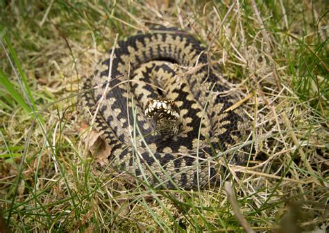 Adder Snake Scottish Wildlife Scottish Wildlife Trust