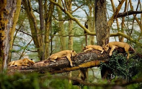 Sleeping Lions On Tree Widescreen