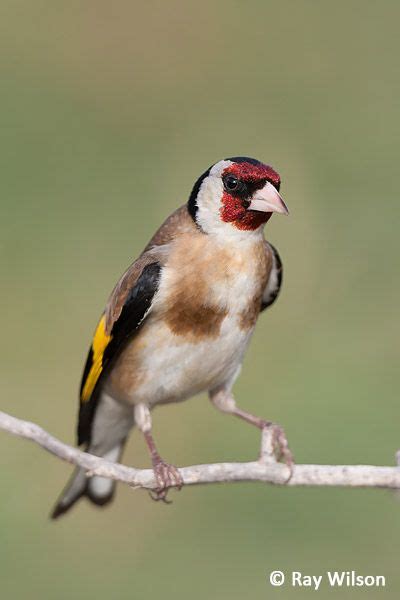 European Goldfinch Carduelis Carduelis Goldfinch Beautiful Birds