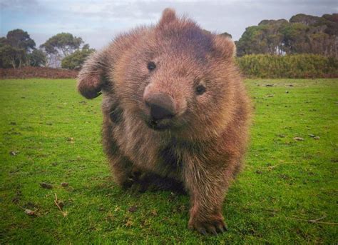 Move Aside Dogs Wombats Are Here And They May Be The Cutest Thing On