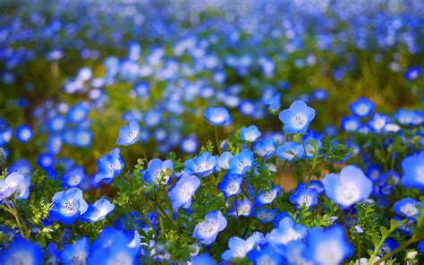 Blue Flower Desktop Wallpapers Top Free Blue Flower Desktop