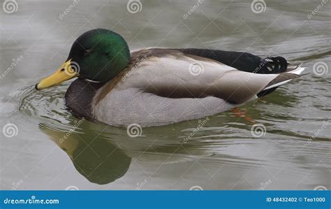 Mallard Male Is Swimming Stock Photo Image Of Wings 48432402