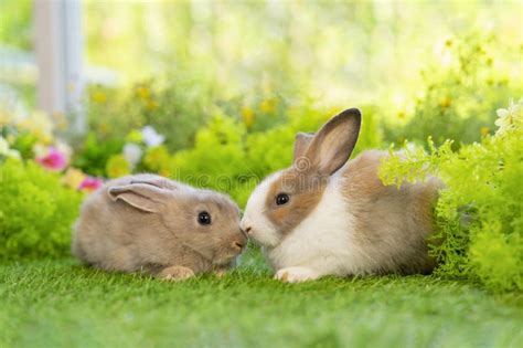 Two Brown Bunny Sitting On Grasses Young Cute Rabbit In Nature Stock