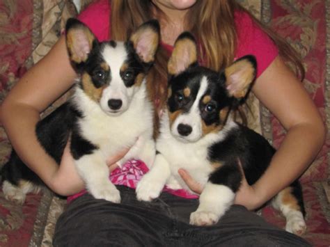 Are you looking for teacup corgi puppy for sale? Corgi Puppies For Sale Missouri | PETSIDI