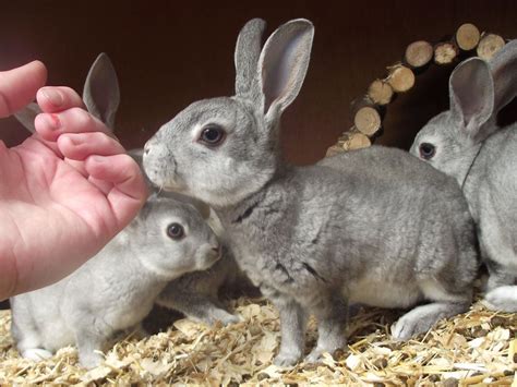 Chinchilla Mini rex baby rabbit | Conejos