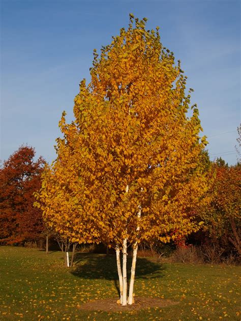 Top 10 Fastest Growing Shade Trees Page 4 Of 10 Top Inspired