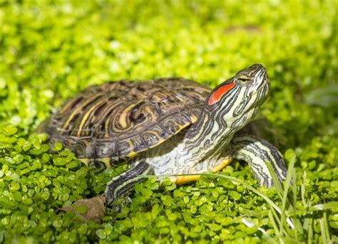 How Long Do Turtles Live Pets House Nutritious Dog And Cat Food