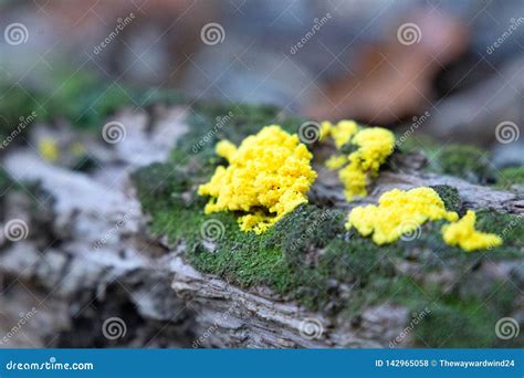 Fungo Brilhante Amarelo Em Um Log Foto De Stock Imagem De