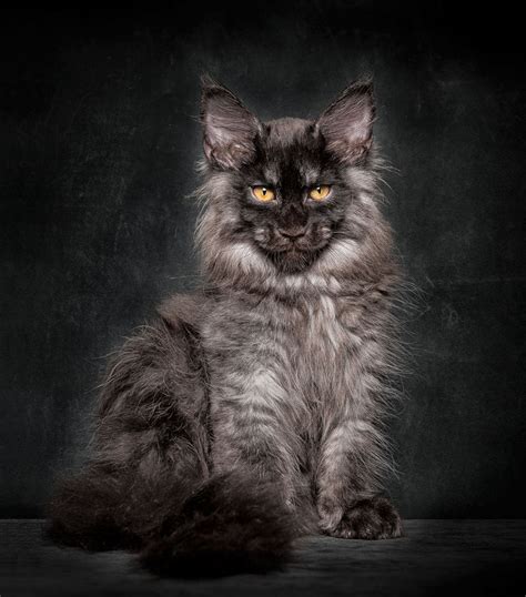 65 Breathtaking Pictures Of Maine Coons The Largest Cats In The World