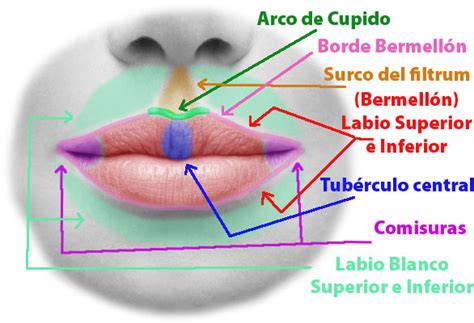 Queiloplastia Cirugía De Labios En Oviedo Clínica Estética Rehberger