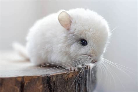 Close Up Of Baby White Chinchilla Sitting On Brown Wood Slice Lovely