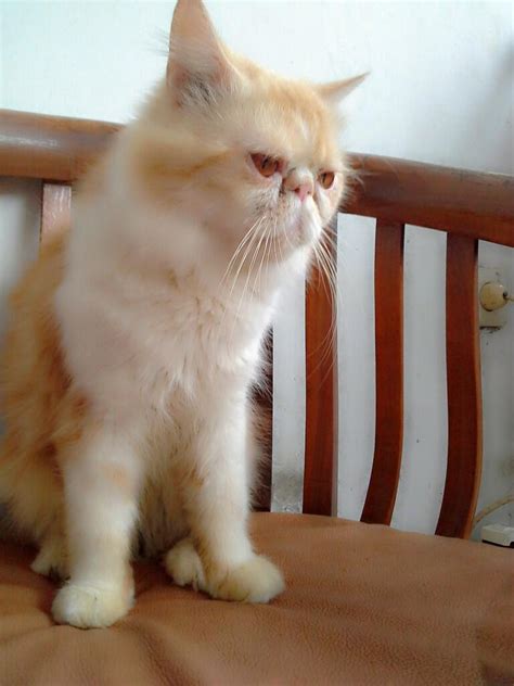 Terjual Jasa Pacak Kucing Persia Peaknose Tangerang Garansi KASKUS