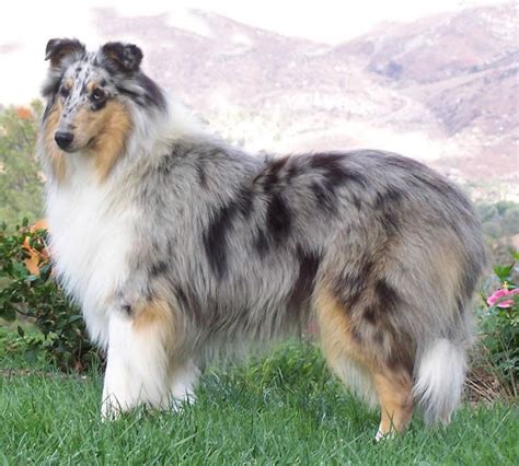 Pin By Andrea Adkins On Animals I Love Blue Merle Collie Rough